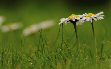 Картинка цветы ромашки макро капли трава