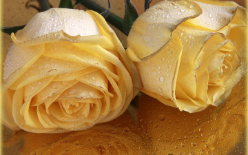 Картинка цветы розы красота flowers капли желтое макро