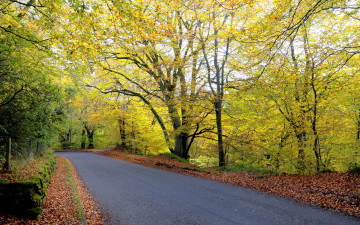 обоя природа, дороги, осень, деревья, листья, лес, дорога