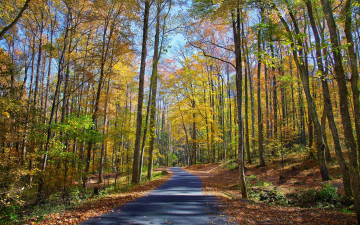 Картинка природа дороги осень лес деревья дорога