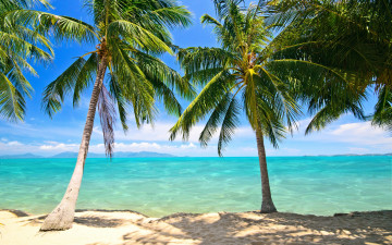 Картинка природа тропики summer tropical paradise shore sea beach берег пляж пальмы песок море palms sand