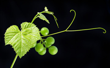 Картинка природа Ягоды +виноград виноград зеленый черный фон листья ягоды фрукт