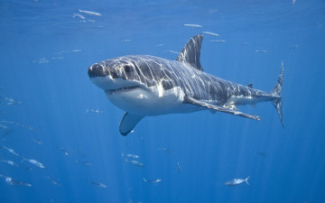 Картинка животные акулы белая акула рыбы красава море