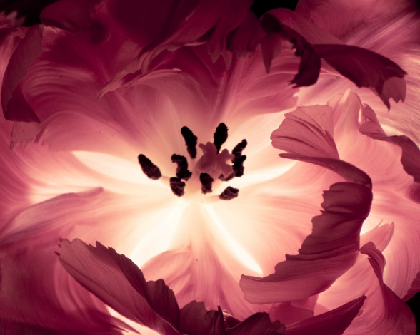 Обои картинки фото цветы, тюльпаны, тюльпан, цветок, лепестки, пестик, тычинки, макро, свет