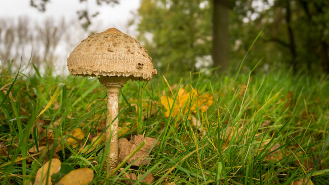 Обои картинки фото природа, грибы, грибок, полянка