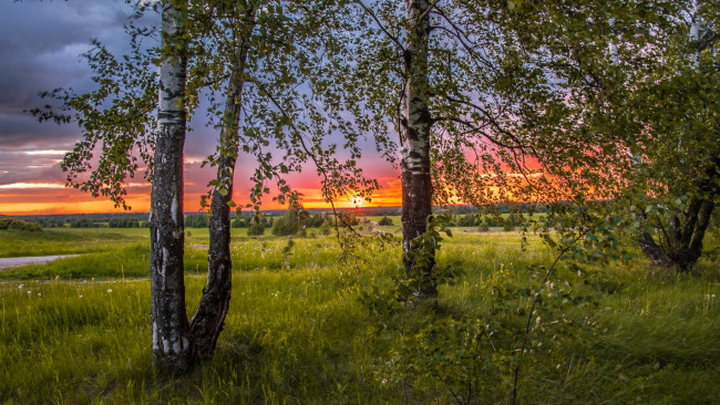 Обои картинки фото природа, восходы, закаты, закат, сумерки, деревья, березы, небо, солнце, трава