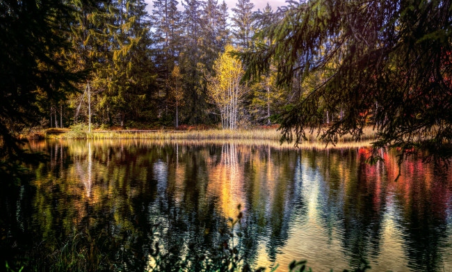 Обои картинки фото природа, реки, озера, отражение, озеро, деревья, лес