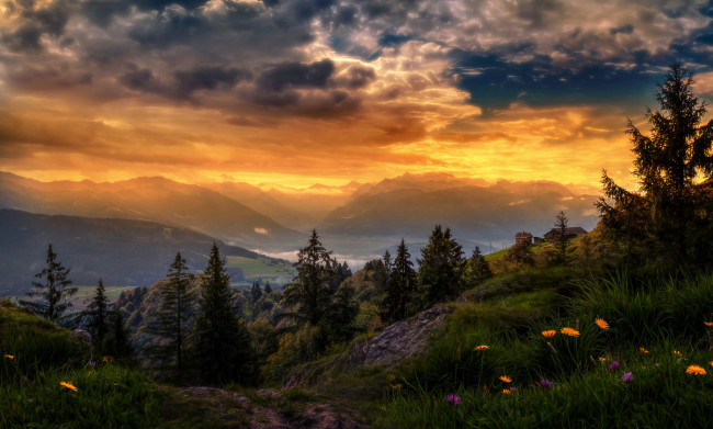 Обои картинки фото природа, восходы, закаты, закат, небо, ели, трава, цветы
