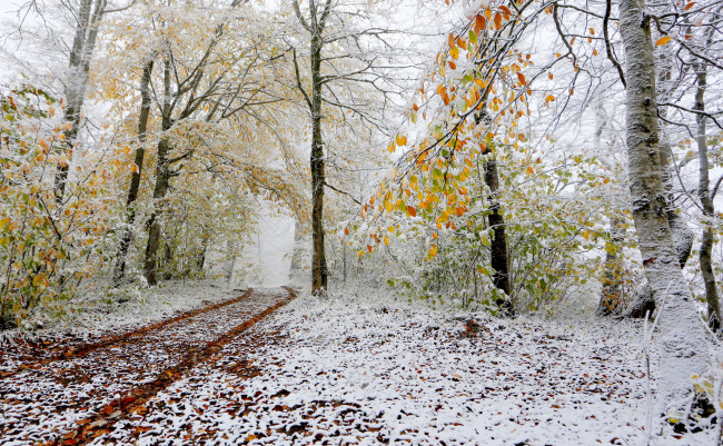 Обои картинки фото природа, зима, лес, снег, деревья
