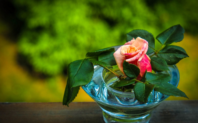 Обои картинки фото цветы, розы, ваза, роза, листья, бутон