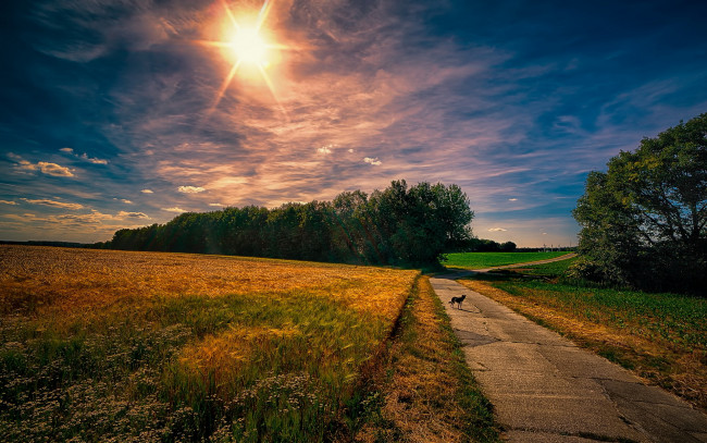 Обои картинки фото природа, дороги, облака, трава, небо, восход, дорога, утро, собака