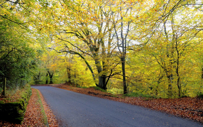 Обои картинки фото природа, дороги, осень, деревья, листья, лес, дорога