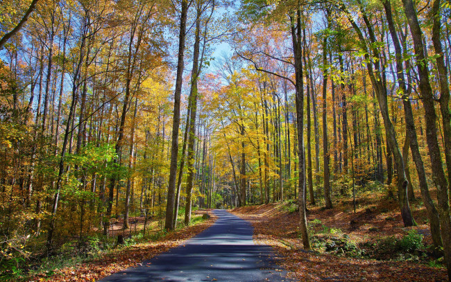 Обои картинки фото природа, дороги, осень, лес, деревья, дорога