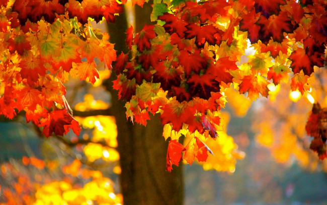 Обои картинки фото природа, листья, дерево, осень