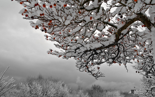Обои картинки фото природа, зима, fruhling, winter, herbst, und, wieder, sommer