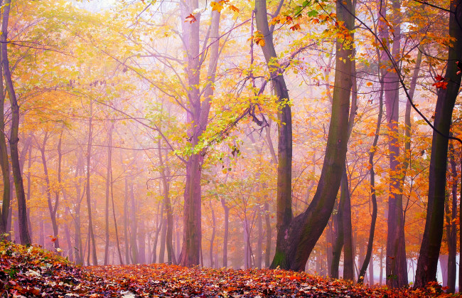 Обои картинки фото природа, лес, деревья, осень, листья, туман