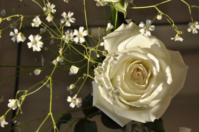 Обои картинки фото цветы, разные вместе, роза, бутон, лепестки, белая
