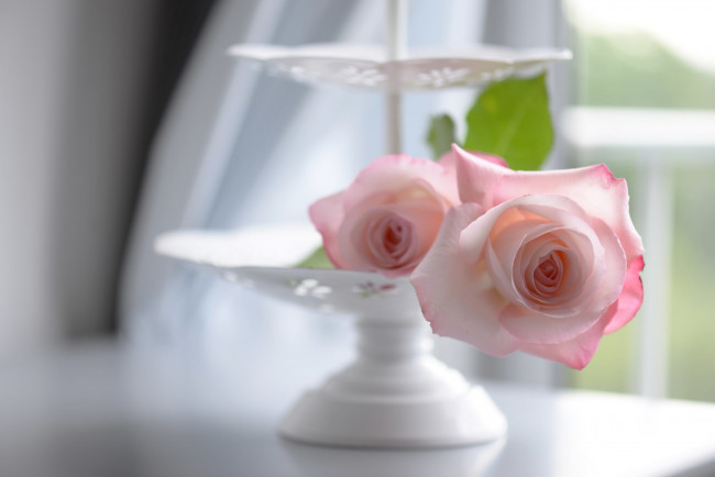 Обои картинки фото цветы, розы, боке, нежность, ваза