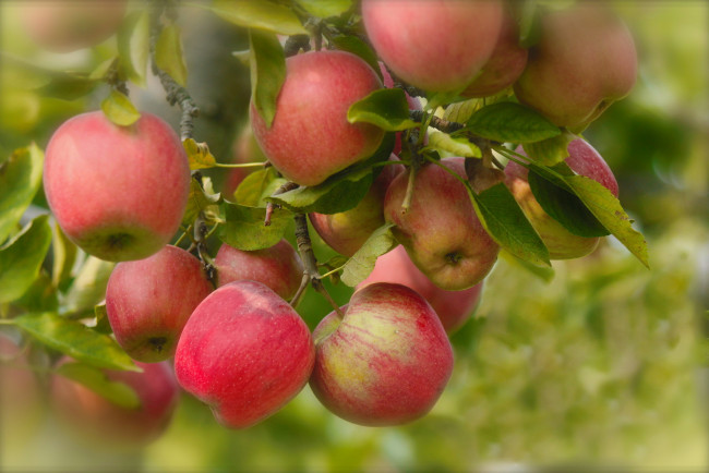Обои картинки фото природа, плоды, ветки, листья, яблоки