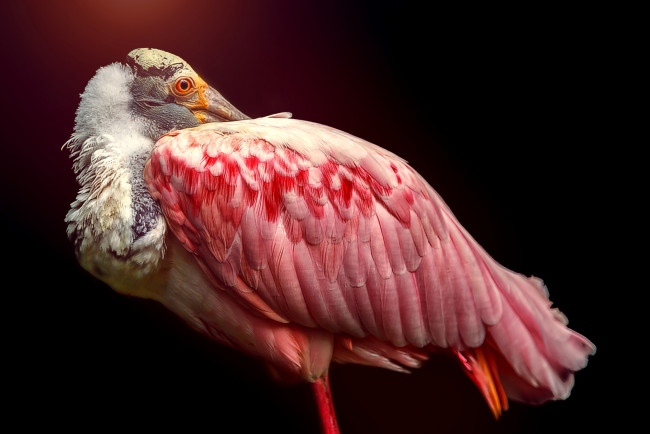 Обои картинки фото животные, - другое, розовая, птица, перья