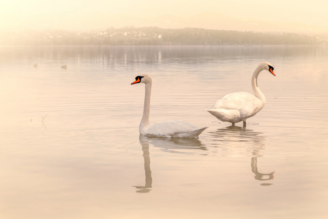 Обои картинки фото животные, лебеди, озеро, пара, вода
