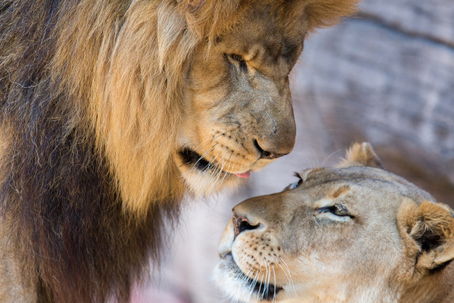 Обои картинки фото животные, львы, парочка, львица, лев, любовь