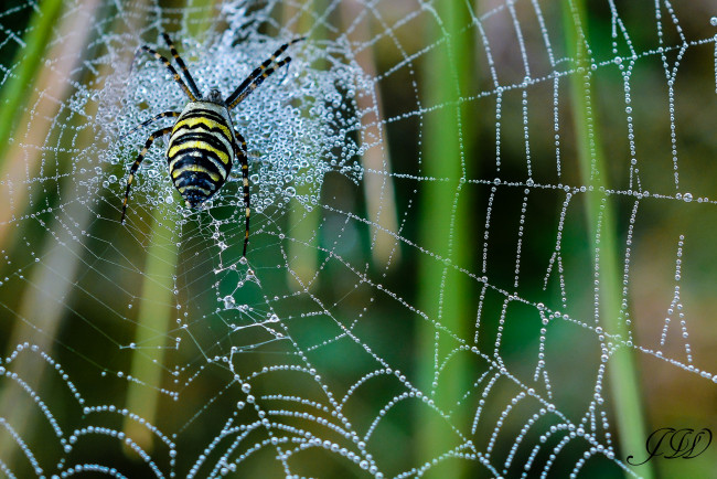 Обои картинки фото животные, пауки, макро, паутина, полосатый, паук, вода, капли, утро, роса