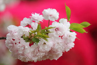 Картинка цветы цветущие+деревья+ +кустарники фон макро сакура цветки вишня ветка цветение