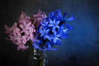 обоя цветы, гиацинты, синий, розовый