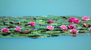 Картинка цветы лилии+водяные +нимфеи +кувшинки водоем лилии листья
