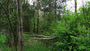 Картинка природа лес чащоба