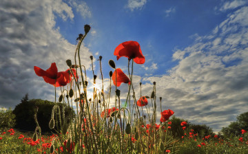 Картинка цветы маки луг трава поле облака небо