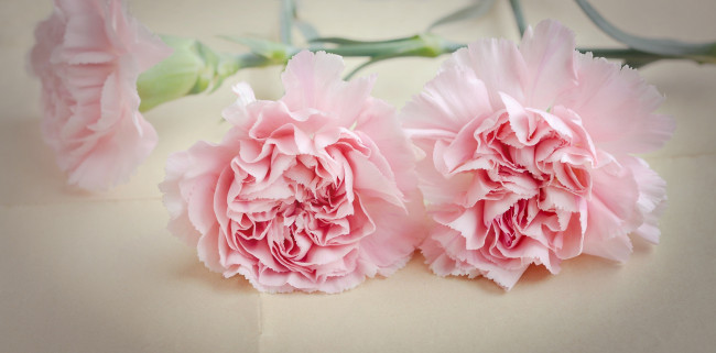 Обои картинки фото цветы, гвоздики, розовый