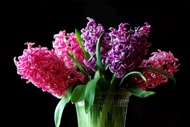 Обои картинки фото цветы, гиацинты, лиловый, розовый