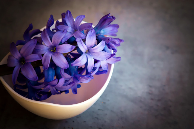 Обои картинки фото цветы, гиацинты, синий