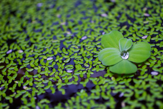 Обои картинки фото природа, макро, капл, зеленые, вода, лепестки