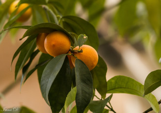 Картинка природа плоды апельсин ветка дерево