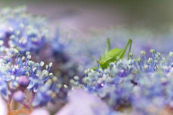 Картинка животные кузнечики +саранча кузнечик цветы насекомое природа