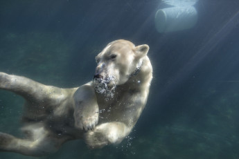 Картинка животные медведи медведь вода
