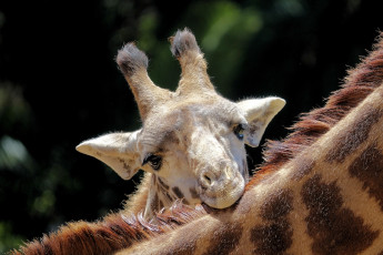 Картинка животные жирафы окрас животное шея жираф