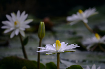 Картинка цветы лилии+водяные +нимфеи +кувшинки лотос цветок цветение листики