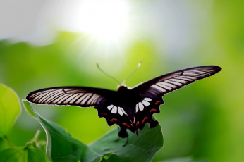 Картинка животные бабочки +мотыльки +моли яркость бабочка brightness colors butterfly расцветка