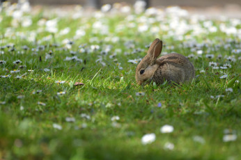 обоя животные, кролики,  зайцы, заяц, ушки, хвостик, трава