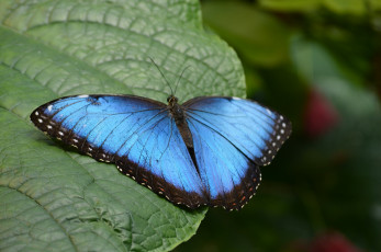 Картинка животные бабочки +мотыльки +моли усики крылья окрас бабочка