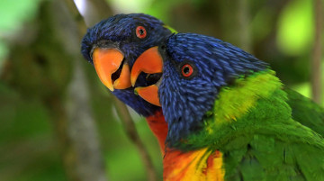 Картинка животные попугаи цвет перья попугай забавный птица