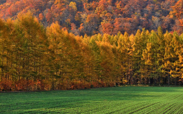 Картинка природа лес поле осень деревья