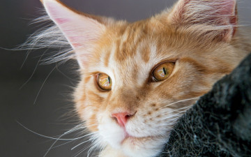 Картинка животные коты кот рыжий мордочка
