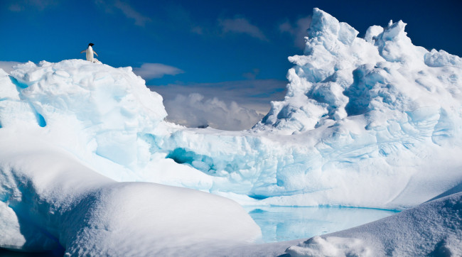 Обои картинки фото животные, пингвины, антарктика, пингвин, снег, лед