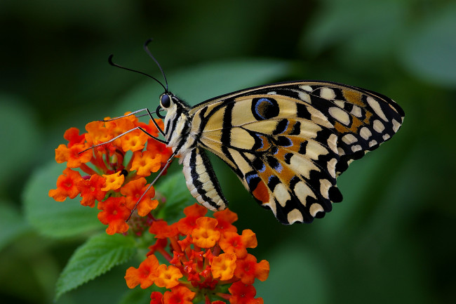 Обои картинки фото животные, бабочки,  мотыльки,  моли, расцветка, яркость, colors, бабочка, brightness, butterfly