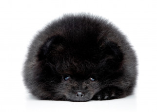 Картинка животные собаки шпиц собака пес черный пушистый